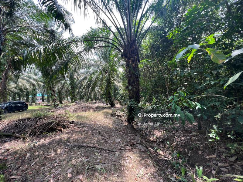 Residential Land for Sale in Bukit Gambir, Grisek by M Jamil Ali - iProperty.com.my