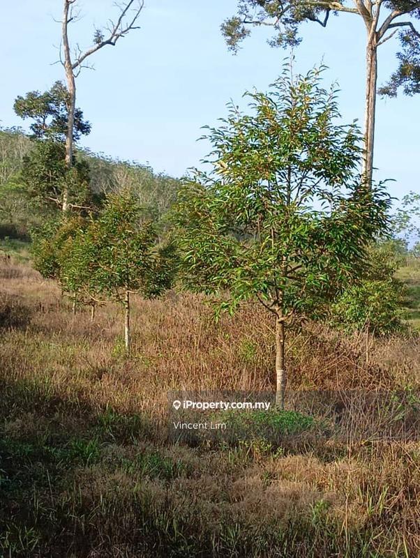 Tanah Pertanian untuk Dijual di Simpang Pertang, Negeri Sembilan oleh Vincent Lim - iProperty.com.my
