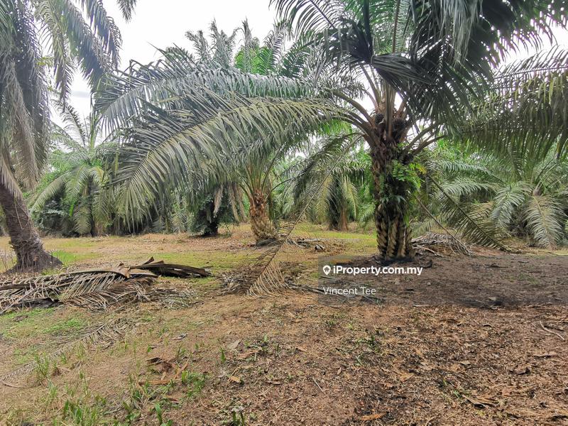 Tanah Pertanian untuk Dijual di Kelicap Senggarang, Batu Pahat oleh Vincent Tee - iProperty.com.my