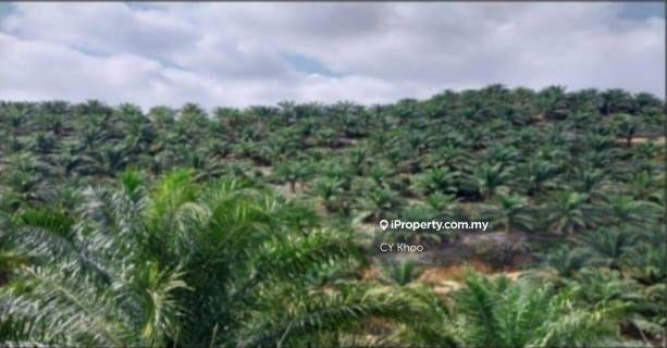 Tanah Pertanian untuk Dijual di Taman Gua Musang, Gua Musang oleh CY Khoo - iProperty.com.my
