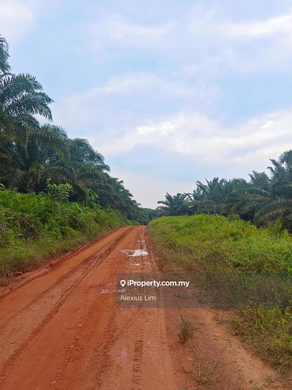 Agricultural Land untuk Dijual di Mukim Paloh, Kluang oleh Alexius Lim - iProperty.com.my