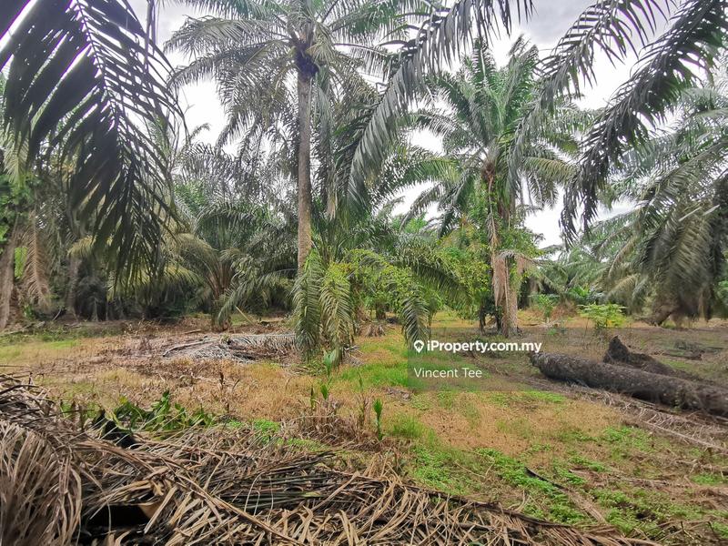 Tanah Pertanian untuk Dijual di Kelicap Senggarang, Batu Pahat oleh Vincent Tee - iProperty.com.my