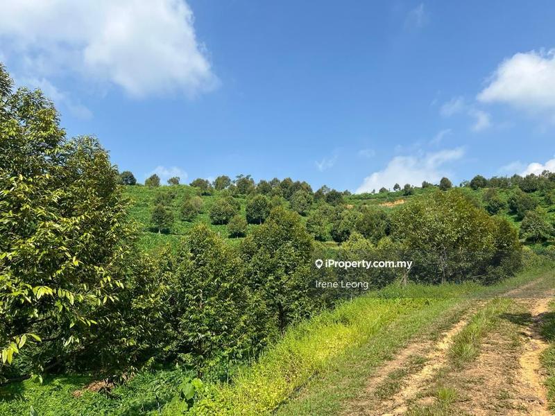 Agricultural Land for Sale in Taman Gua Musang, Gua Musang by Irene Leong - iProperty.com.my