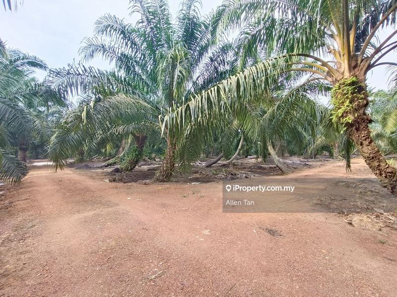 Tanah Kediaman untuk Dijual di Nearby Taman Rimba Indah, Pontian oleh Allen Tan - iProperty.com.my