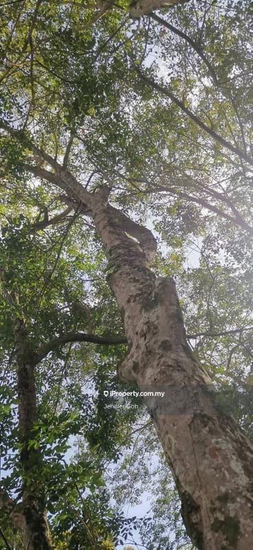 For Sale - Balik Pulau Agriculture land for sales