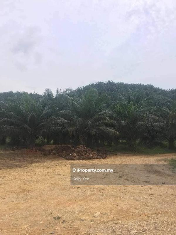 Agricultural Land for Sale in Mukim Batu Yon, Kuala Lipis by Kelly Yee - iProperty.com.my