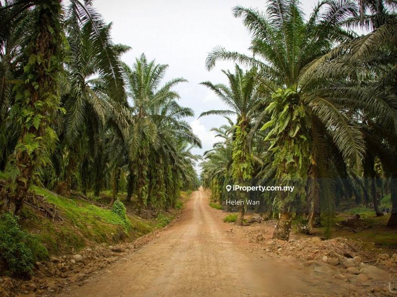 Agricultural Land for Sale in Kampung Baru Sungai Pelek, Sepang by Helen Wan - iProperty.com.my