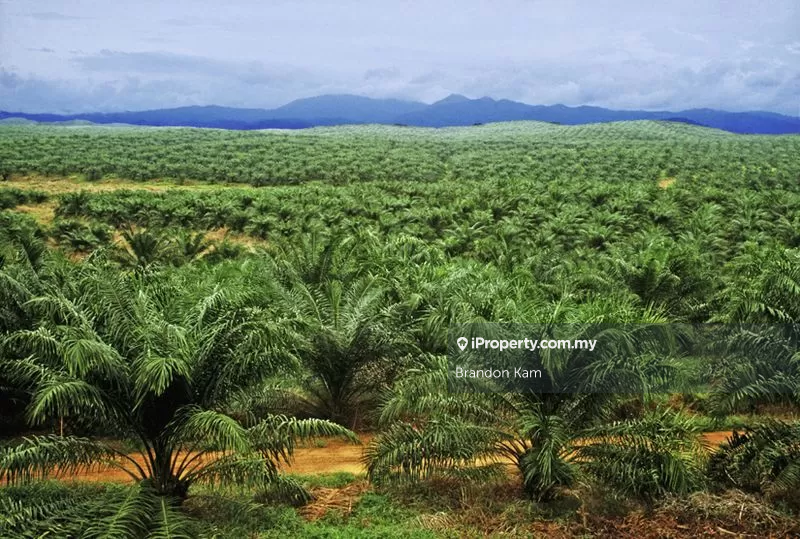 For Sale - Segamat, Buloh Kasap Agriculture Land For Sale