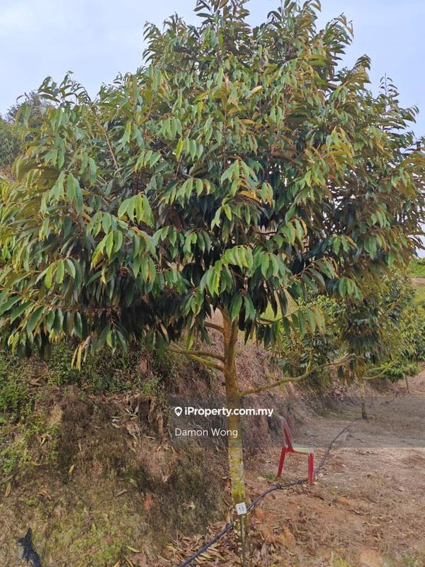 Tanah Pertanian untuk Dijual di Kampung Sungai Muntoh, Titi oleh Damon Wong - iProperty.com.my