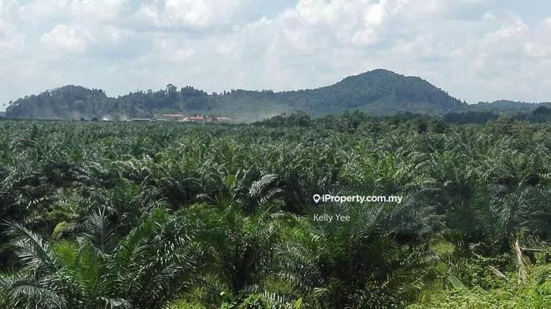 Agricultural Land for Sale in Mukim Batu Yon, Kuala Lipis by Kelly Yee - iProperty.com.my