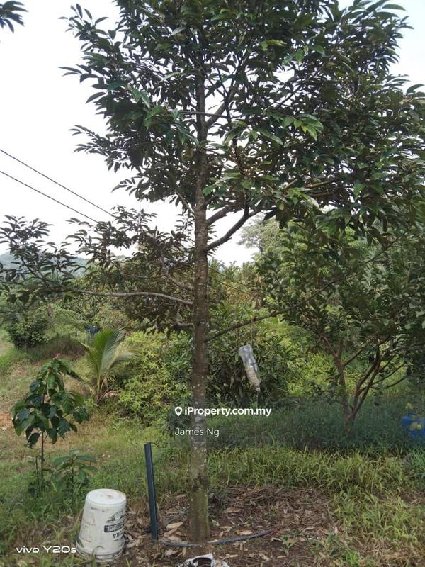 Tanah Pertanian untuk Dijual di Seri Telemong, Telemong oleh James Ng - iProperty.com.my