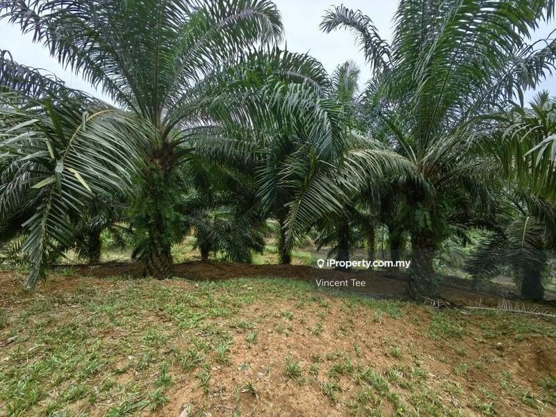 Agricultural Land for Sale in Pekan Lama, Kuala Pilah by Vincent Tee - iProperty.com.my