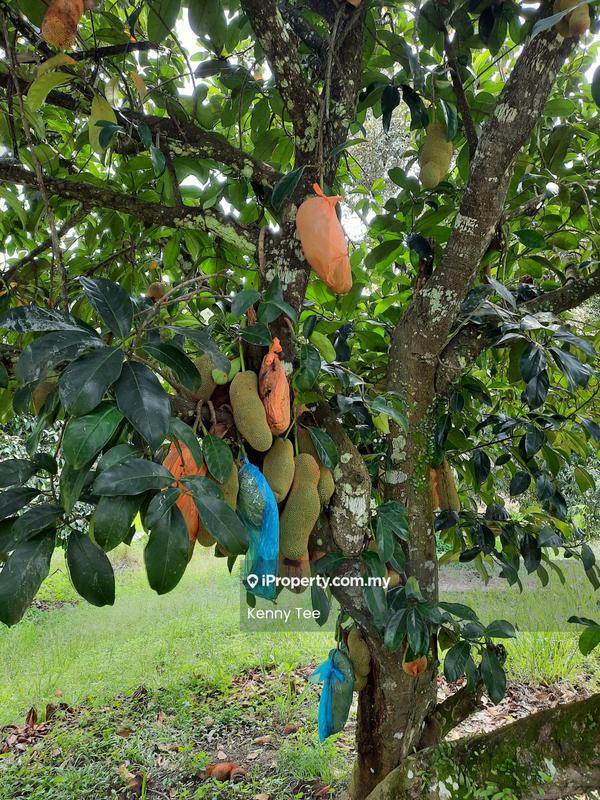 Tanah Pertanian untuk Dijual di Felda Titi, Titi oleh Kenny Tee - Garden - iProperty.com.my