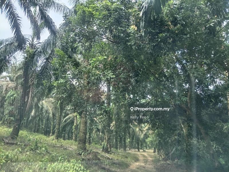 Tanah Pertanian untuk Dijual di Palm Oil Plantation @ Sg. Duri, Sungai Jawi - Sale, Sungai Jawi oleh Kelly Yee - iProperty.com.my