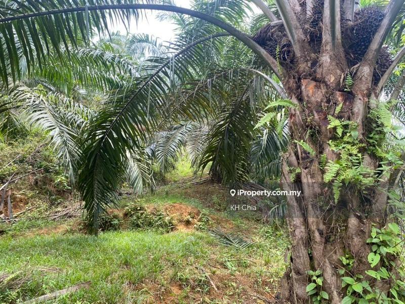 For Sale - GAMBANG
