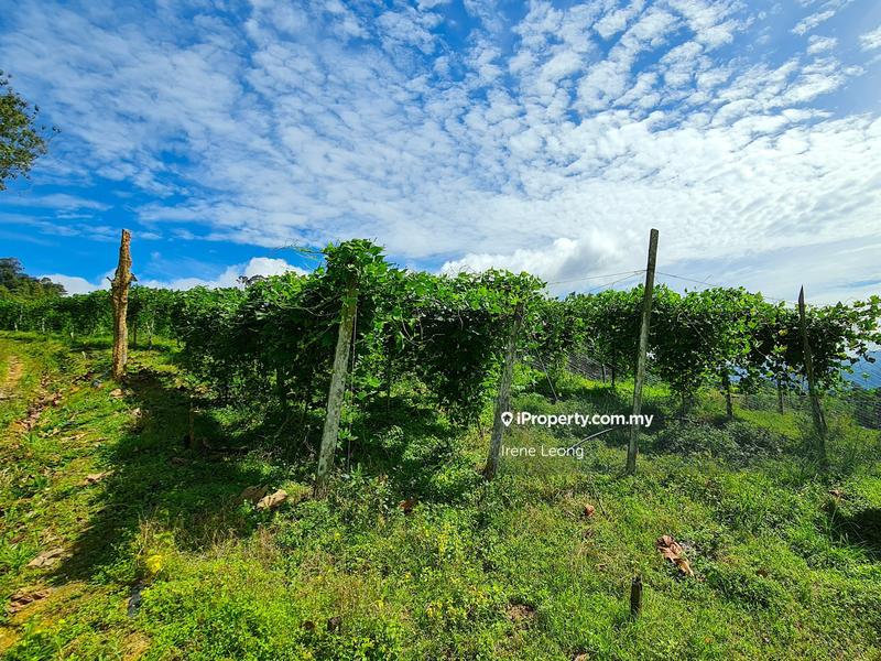 Agricultural Land for Sale in Genting Highlands, Bentong by Irene Leong - iProperty.com.my