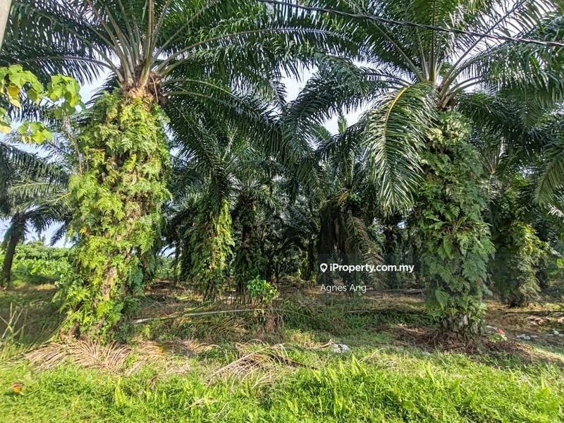 Tanah Pertanian untuk Dijual di Ladang Telok, Telok Panglima Garang oleh Agnes Ang - iProperty.com.my