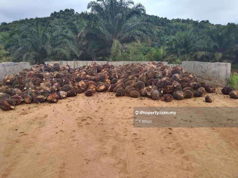 Tanah Pertanian untuk Dijual di Taman Gua Musang, Gua Musang oleh CY Khoo - iProperty.com.my