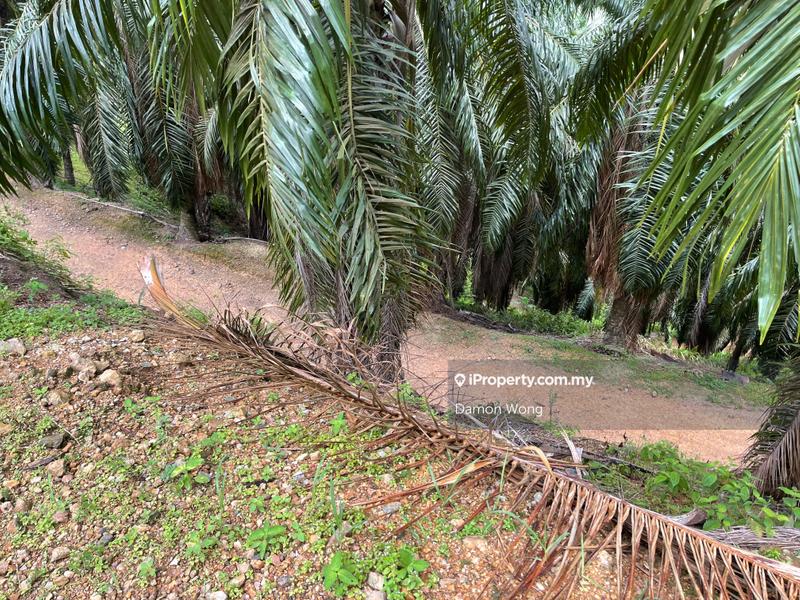 Tanah Pertanian untuk Dijual di Karak Telemong Manchis, Bentong oleh Damon Wong - iProperty.com.my