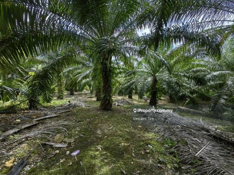 Agricultural Land for Sale in Bandar Lama, Jerantut by Vincent Tee - iProperty.com.my