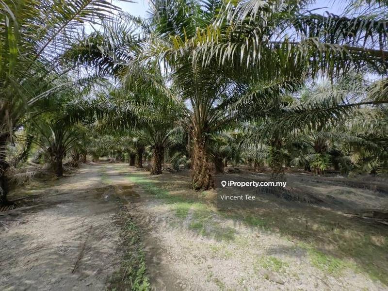 Agricultural Land for Sale in Kampung Tiram Buruk, Tanjong Karang by Vincent Tee - iProperty.com.my