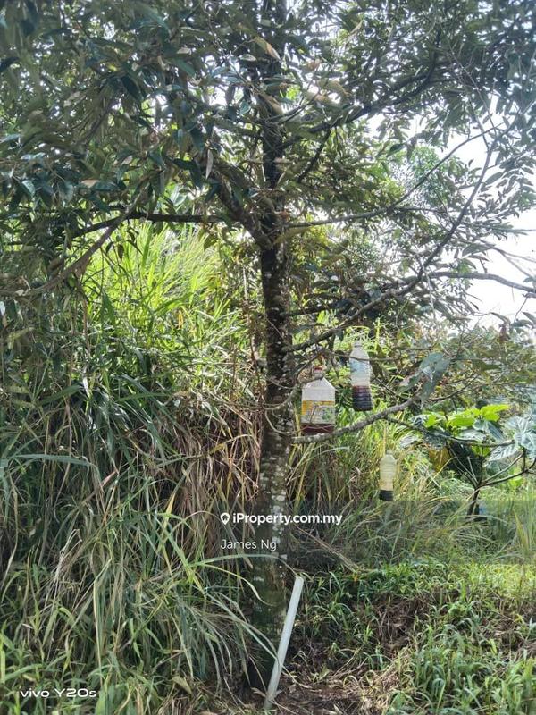 Tanah Pertanian untuk Dijual di Seri Telemong, Telemong oleh James Ng - iProperty.com.my