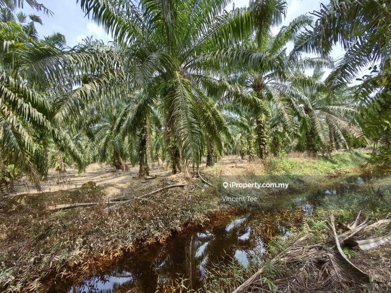 Agricultural Land for Sale in Kampung Tiram Buruk, Tanjong Karang by Vincent Tee - iProperty.com.my