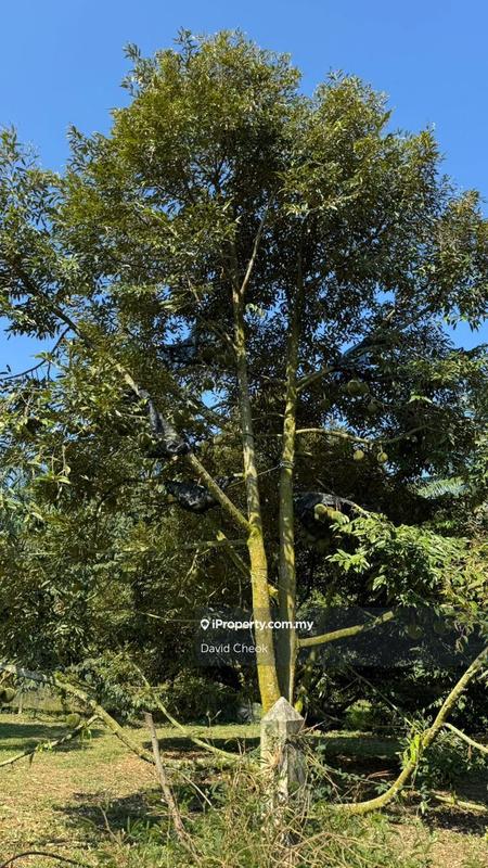 Agricultural Land for Sale in Port Dickson, Negeri Sembilan by David Cheok - iProperty.com.my