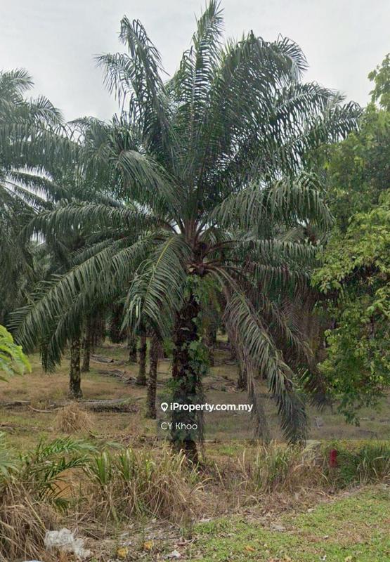 Agricultural Land for Sale in Johor Kluang Taman Puteri 1168 acres Mix deverlope, Kluang by CY Khoo - iProperty.com.my