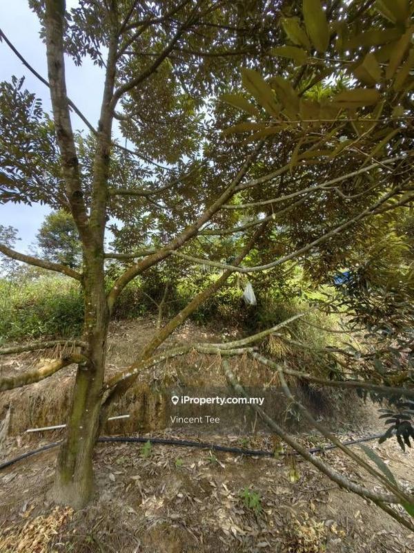 Agricultural Land for Sale in Taman Titi, Titi by Vincent Tee - iProperty.com.my