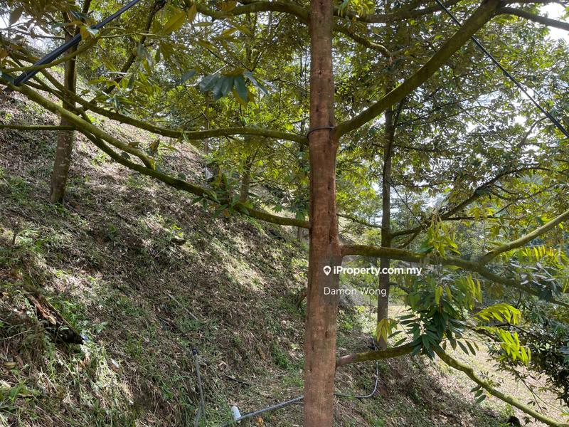 Agricultural Land for Sale in Karak, Bentong by Damon Wong - iProperty.com.my