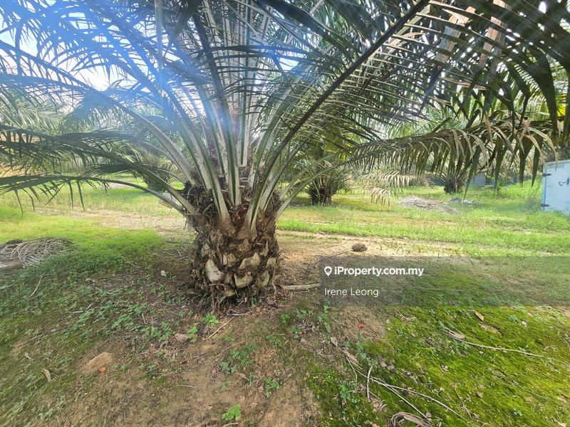 Agricultural Land for Sale in Sg Pertak, Karak by Irene Leong - iProperty.com.my