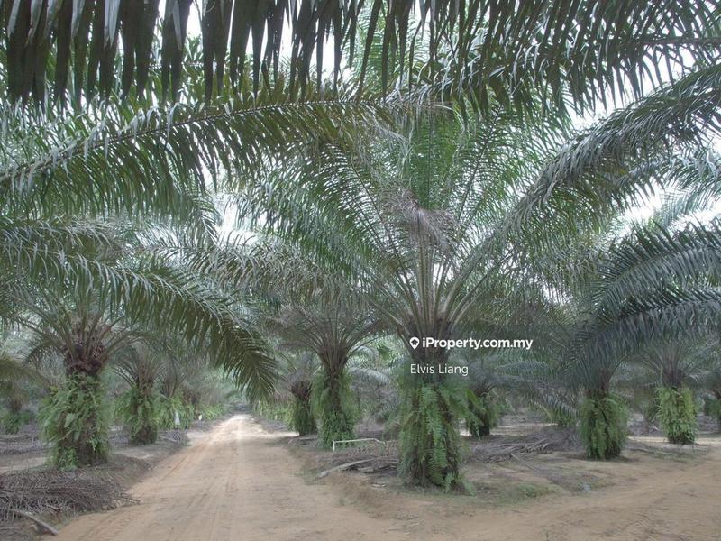 Tanah Pertanian untuk Dijual di Kampung Wak Salam, Mersing oleh Elvis Liang - iProperty.com.my