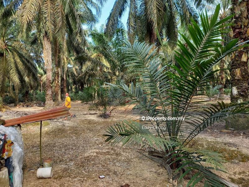 Tanah Pertanian untuk Dijual di Sri Lalang, Kluang oleh Eddy Chong - iProperty.com.my