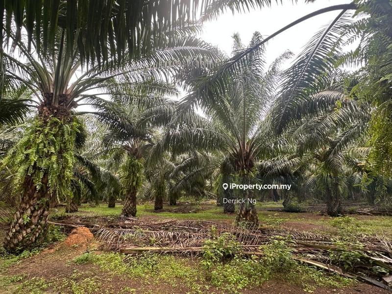 Agricultural Land for Sale in Taman Melor, Pendang by Derrick Ng - iProperty.com.my