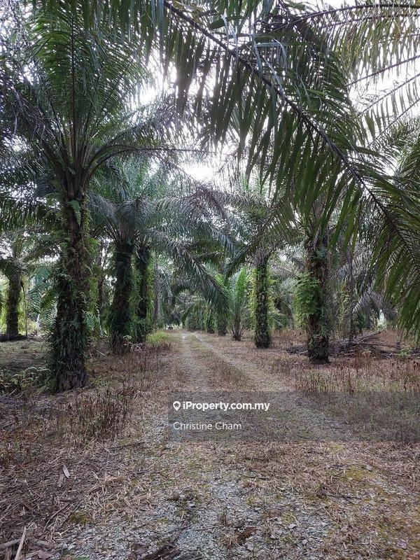 Tanah Kediaman untuk Dijual di Kota Tinggi Johor, Kota Tinggi oleh Christine Cham - iProperty.com.my