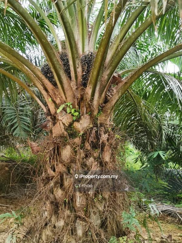 Tanah Pertanian untuk Dijual di Kelantan Gua Musang Ulu Nenggiri, Gua Musang oleh CY Khoo - iProperty.com.my