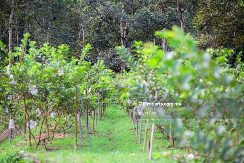 Agricultural Land for Sale in Agriculture Land @Changkat Jering Taiping Perak, Taiping by Alvin Foo - iProperty.com.my