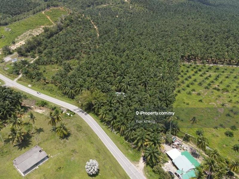 For Sale - Main Road oil palm plantation