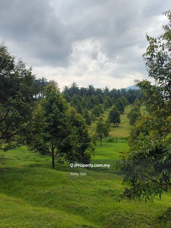 Tanah Pertanian untuk Dijual di Kampung Sungai Terap, Serdang oleh Kelly Yee - iProperty.com.my