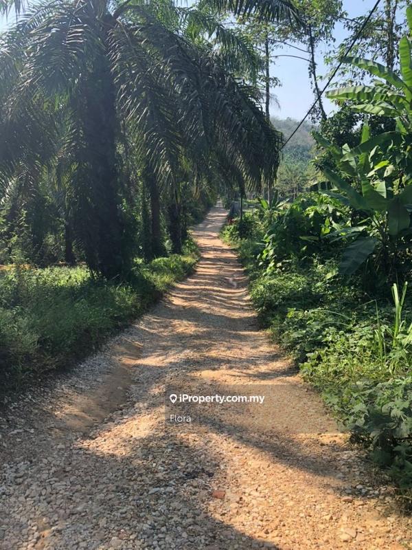 Tanah Pertanian untuk Dijual di Mukim Gali, Raub oleh Flora - iProperty.com.my