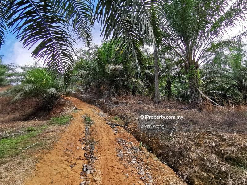 Agricultural Land for Sale in Penjom, Kuala Lipis Agriculture Land, Pahang, Raub by Bryan Wong - iProperty.com.my