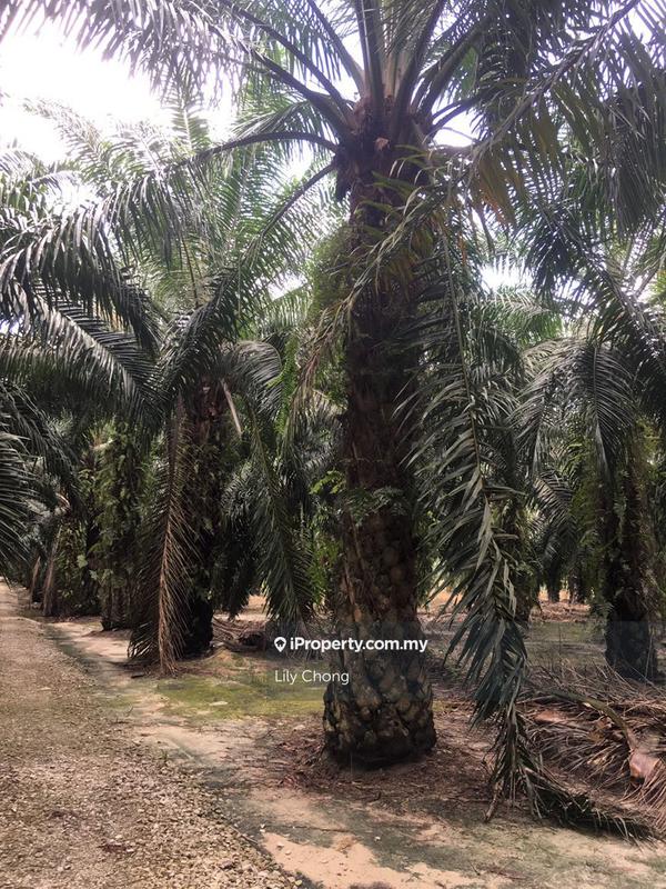 Agricultural Land for Sale in Seri Manjung, Perak by Lily Chong - iProperty.com.my