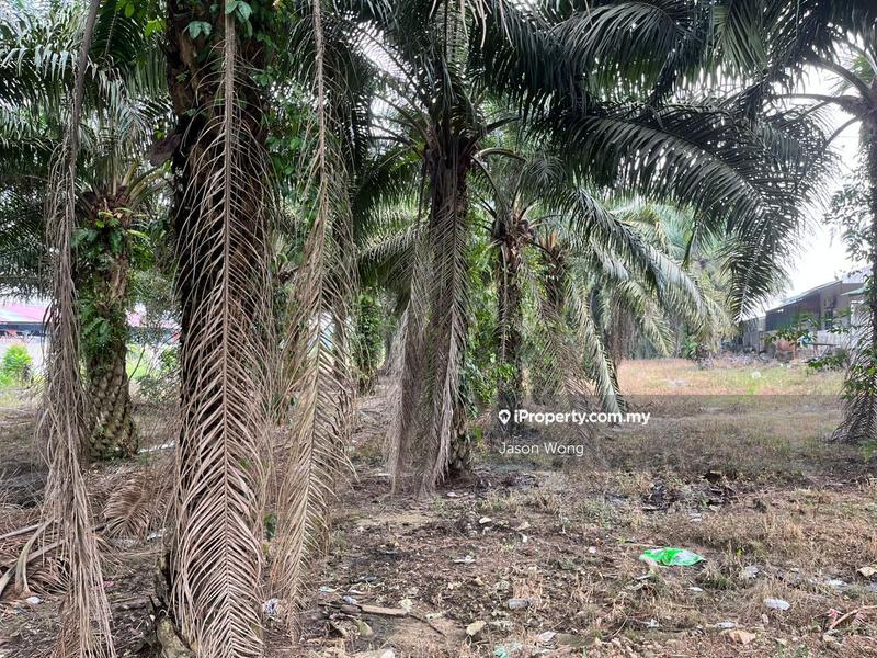 Tanah Pertanian untuk Dijual di Taman Murni, Kluang oleh Jason Wong - iProperty.com.my