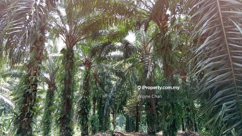 Agricultural Land for Sale in Tapah Perak 550 Acres Freehold Agriculture Land, Tapah by Winnie Chan - iProperty.com.my