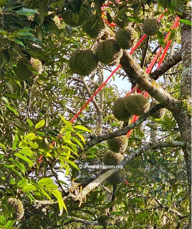 Tanah Pertanian untuk Dijual di Kampung Sungai Makau, Hulu Langat oleh Ivan Tan - iProperty.com.my