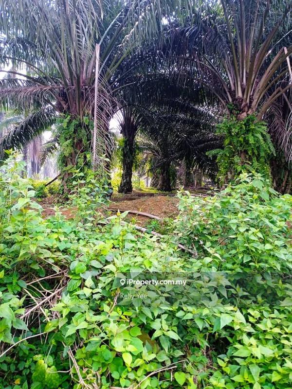Tanah Pertanian untuk Dijual di Palm Oil Plantation @ Sungai Karangan, Kulim- Sale, Kulim oleh Kelly Yee - iProperty.com.my