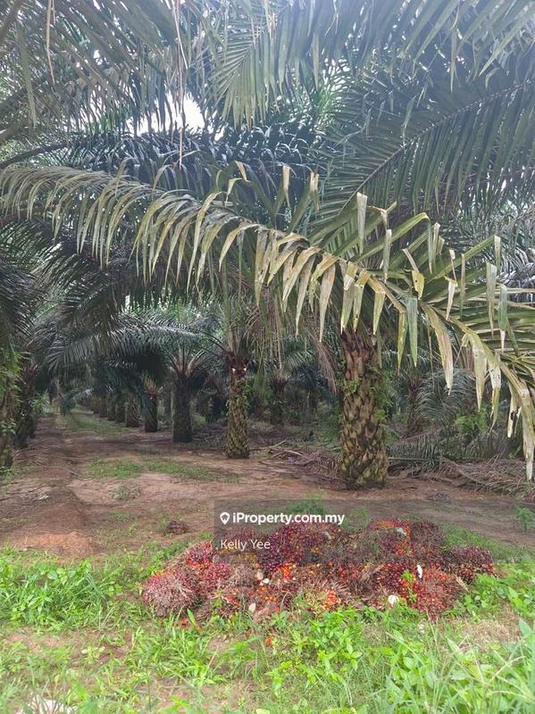 Agricultural Land for Sale in Paloh, Kluang by Kelly Yee - iProperty.com.my