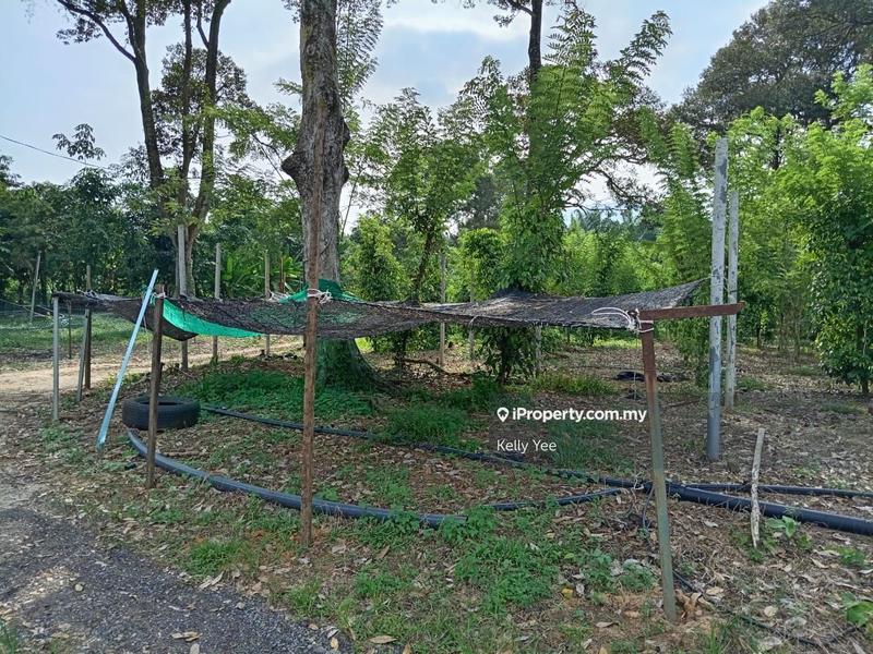 Tanah Pertanian untuk Dijual di Durian Orchard Farm @ Machang Bubok for Sale, Bukit Mertajam oleh Kelly Yee - iProperty.com.my