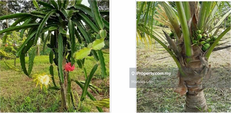 Agricultural Land for Sale in Karak Durian Orchard, Karak by Mandes Loh - iProperty.com.my